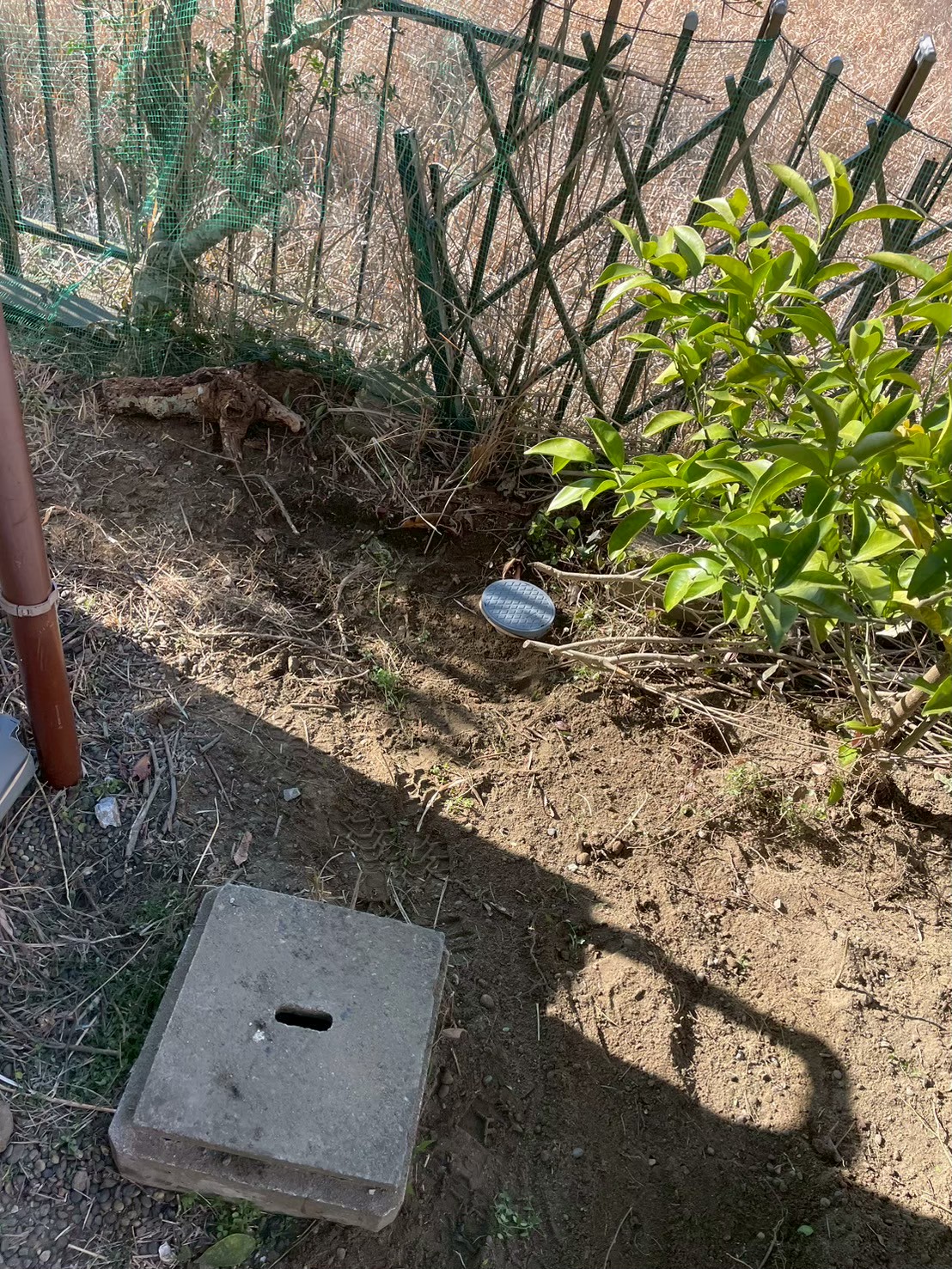 施工完了後の別アングル。整地された地面にコンクリート製の既存桝蓋と新しい丸型樹脂桝蓋が設置されている最終確認写真